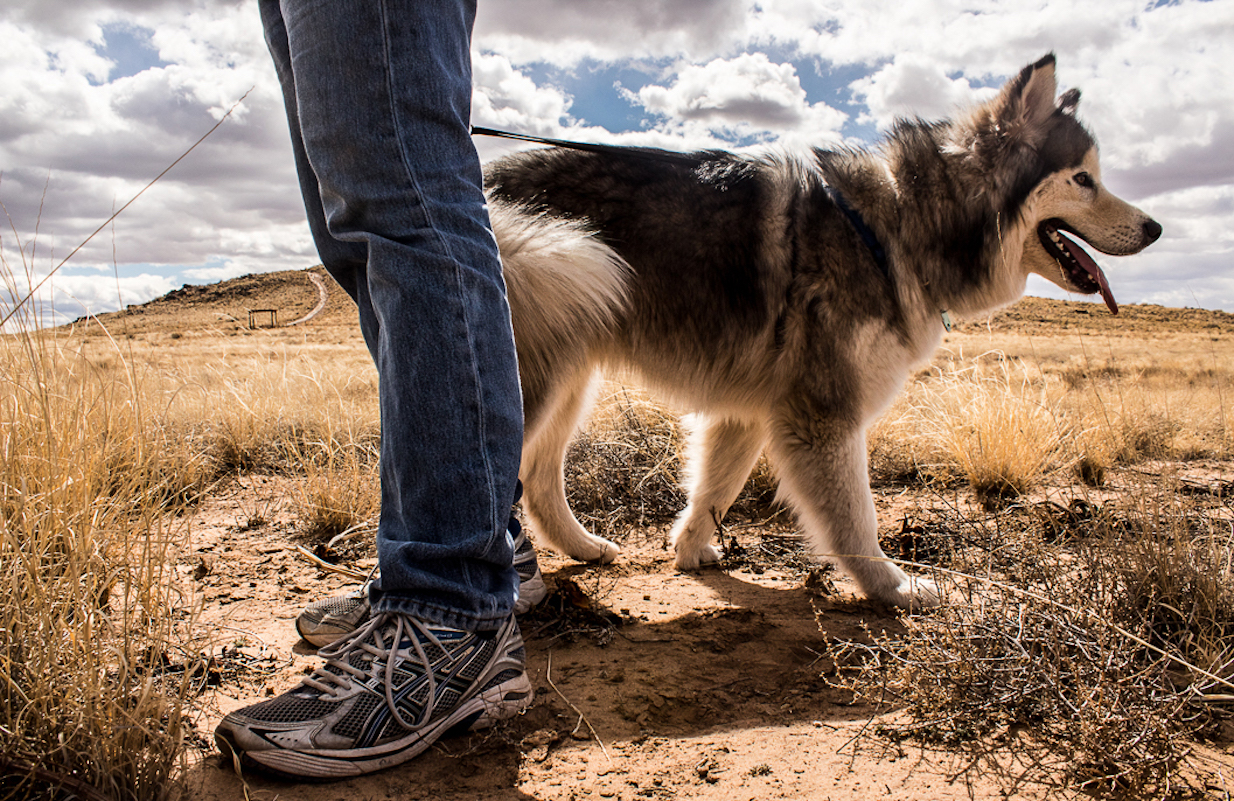 Dog by the Volcanoes